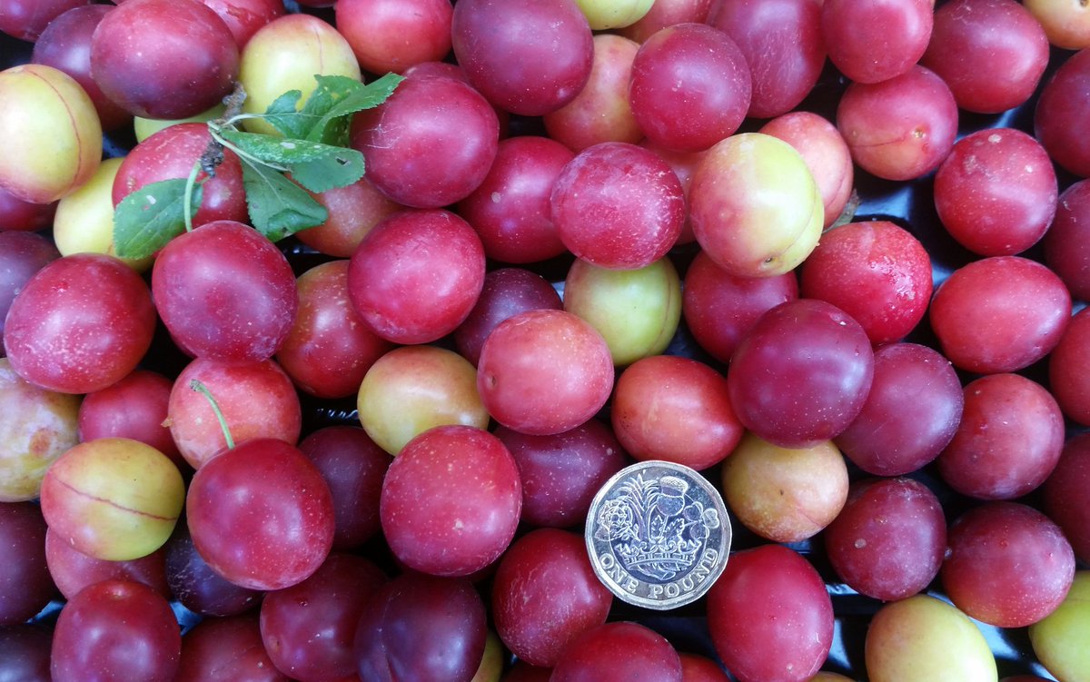 Damsonplums's tweet photo. Their Leics Damsons should be on sale next Saturday - meanwhile, snack on these little fruity beauties £1/lb #NuneatonMarket #Congerstone https://t.co/08aDWtLxij