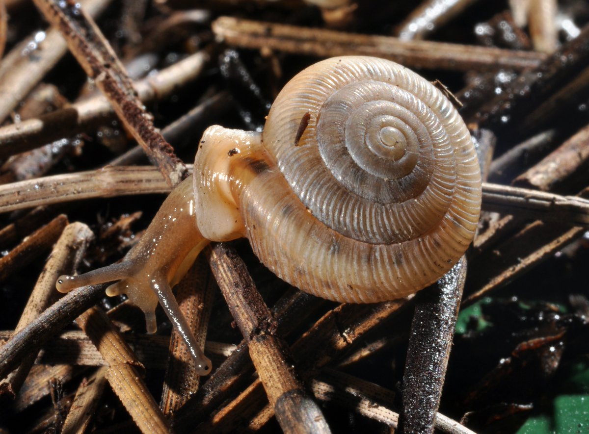 John Slapcinsky tweet media