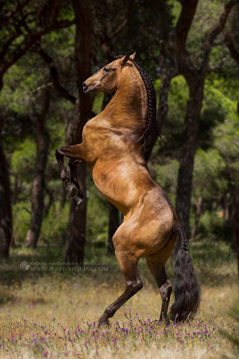 Photo_Equine's tweet photo. PSL stallion Fuego - one of the most inspiring horses I've ever met!
Owned by Clémence Faivre

© Katarzyna Okrzesik-Mikołajek https://t.co/JpOLzlkYc4