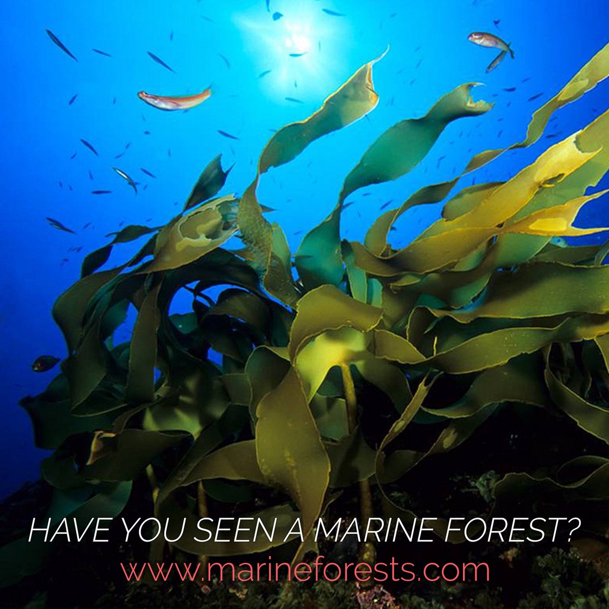 Take a picture, go to marineforests.com and contribute to #marine #biodiversity science. Credits: OCEANA Carlos Suárez