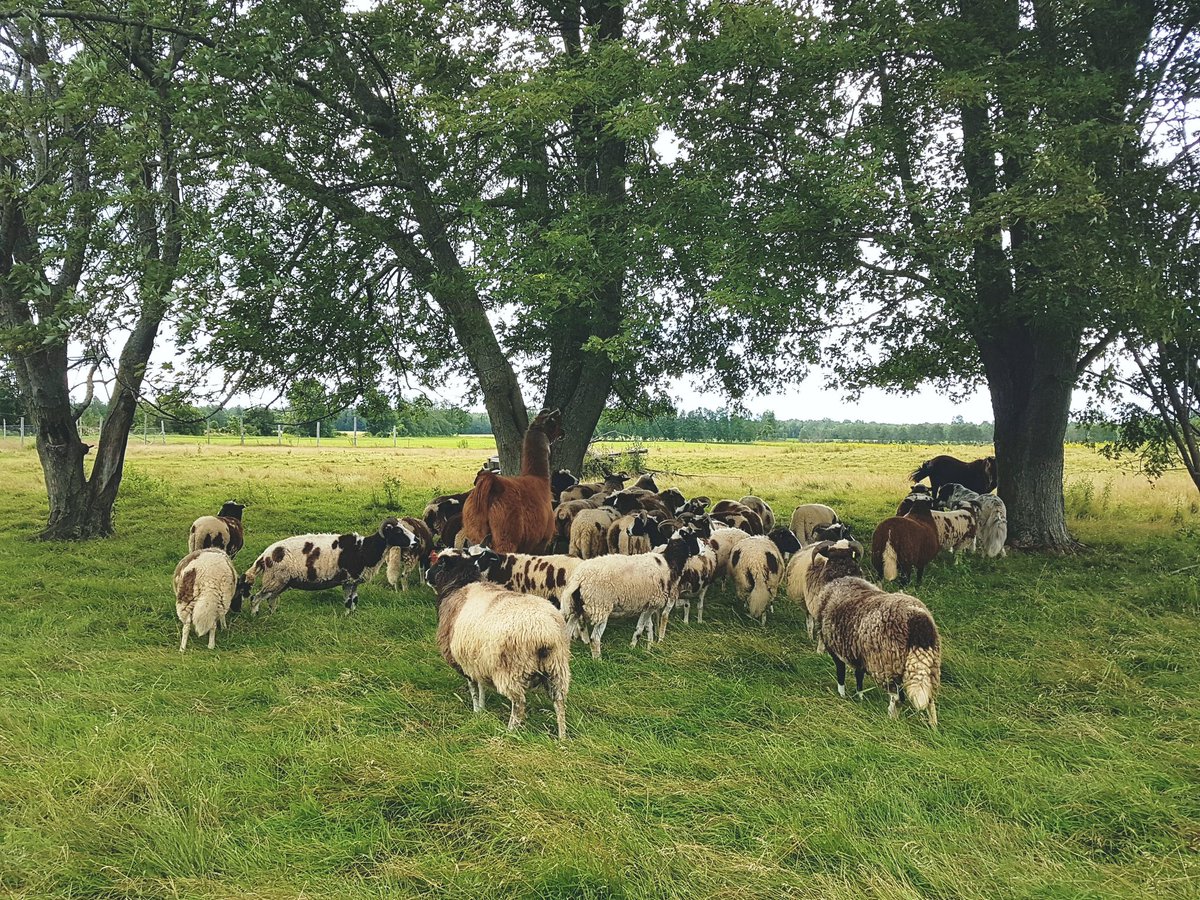 NesFarm's tweet photo. #JacobSheep #OntWool #LlillyLlama #LGD #EweFlock #Sheep365 #Pony https://t.co/B6NElTULEz