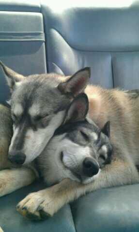 Wiki_Lobos's tweet image. 