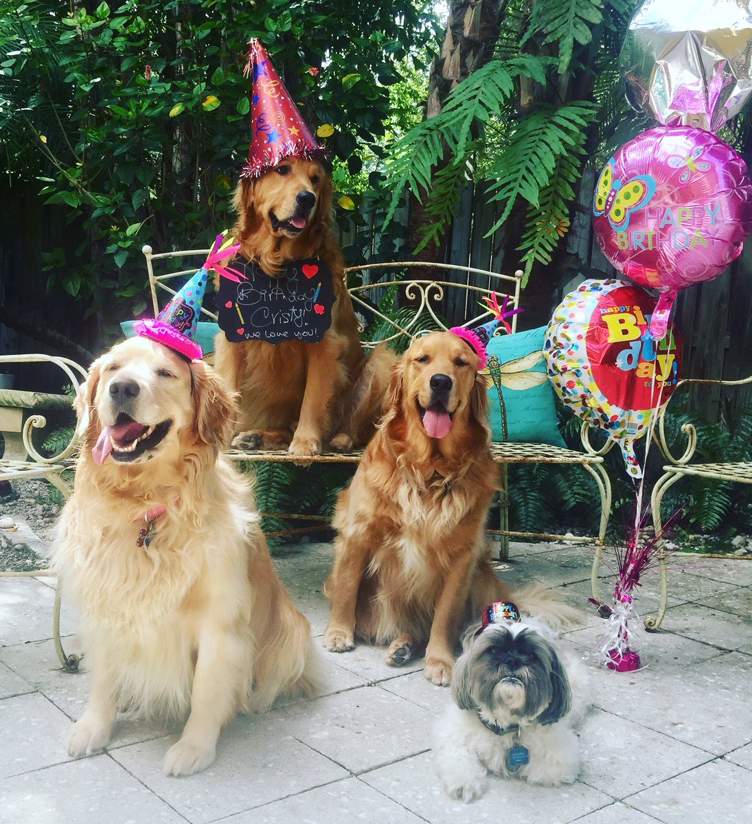 PradasBunch15's tweet photo. Happy Birthday sister!! We love youuuu!! ❤️🐶🙋🏼🎂🎉 @Cristyymesa #birthday #birthdaygirl #goldenretriever #bestbirthday #goldenlove https://t.co/toaZYckbLZ