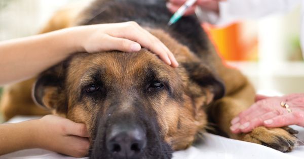 MNNPets's tweet photo. Are you over-vaccinating your pet? https://t.co/SLh7GS1muA https://t.co/IVhYj1ZFYE