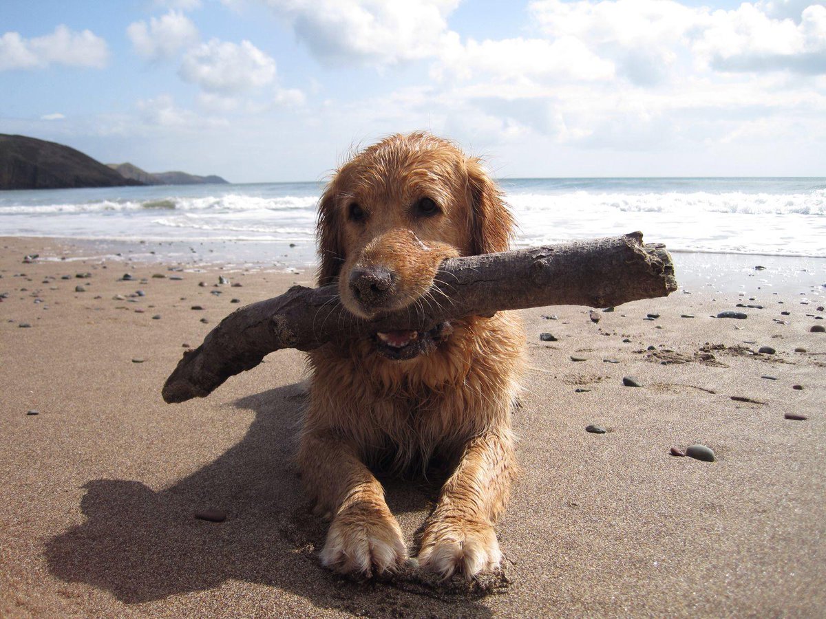 ImFluffums's tweet image. Nothing better than sitting on the beach with your stick 🐶☀ #summer #dog #puppy #pup #cute #PhotoOfTheDay #dogoftheday #adorable #happy #aww