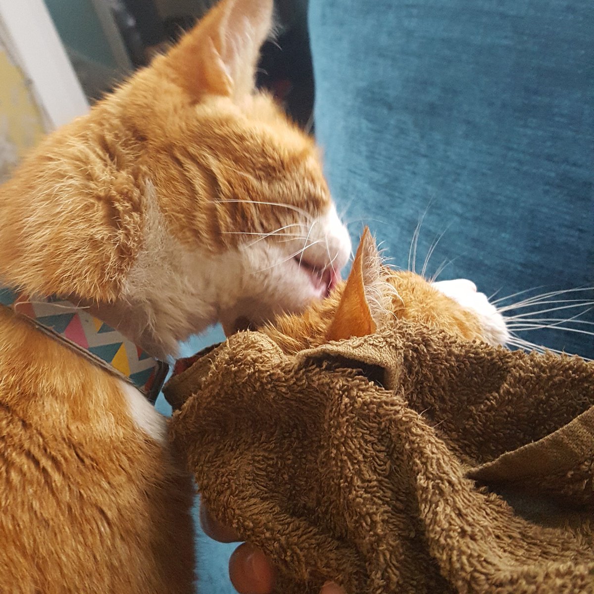 RoughGiraffePod's tweet photo. Kipper isn't always grumpy. Here he is looking after his poorly brother after a bath. #TeamKipper #Caturday #CatsOfTwitter https://t.co/JFbvKE2Ezo