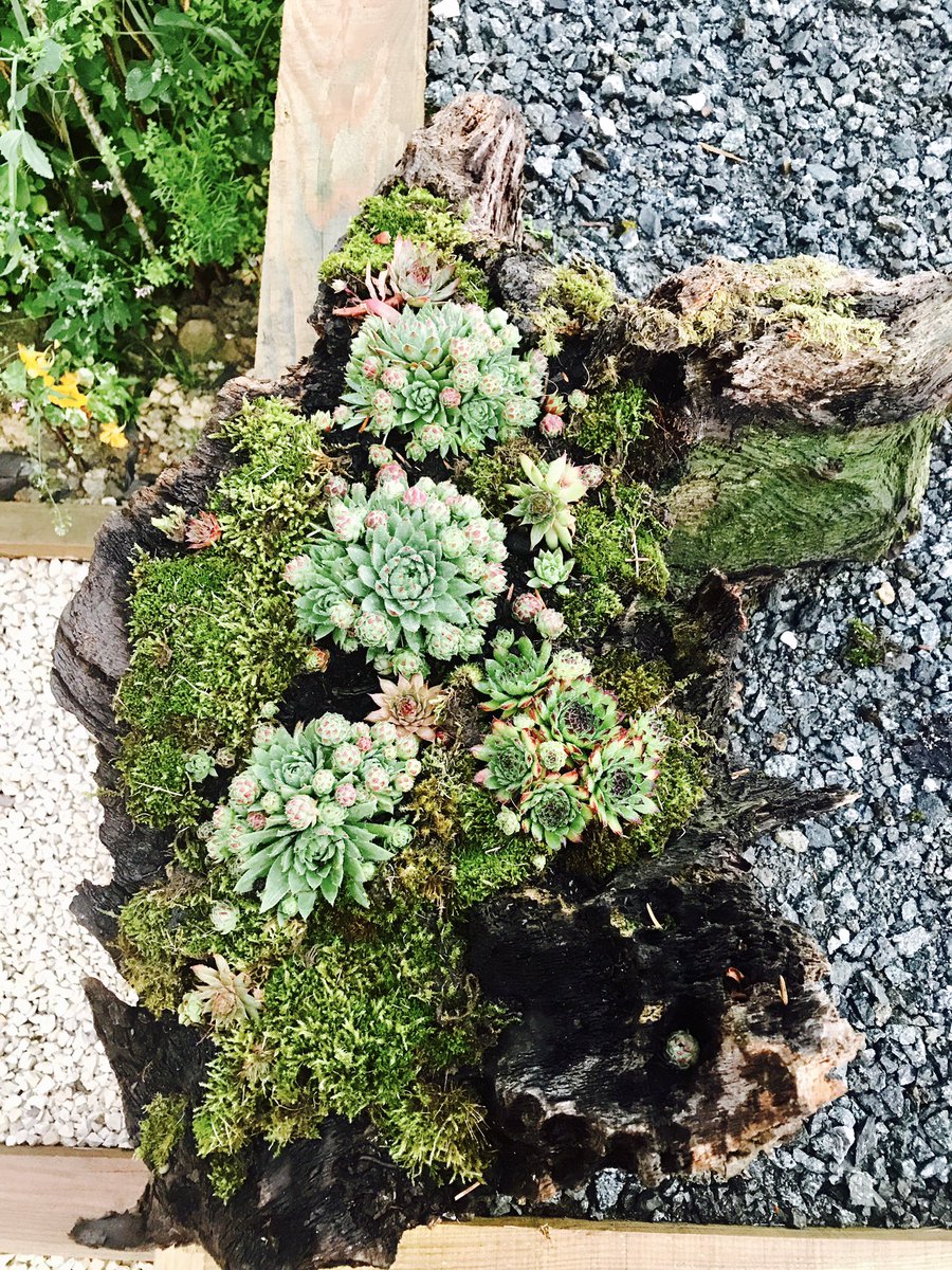 OakstumpsD's tweet photo. Sempervivum logs #alpines #landscapegardening https://t.co/jVY5guTeEm