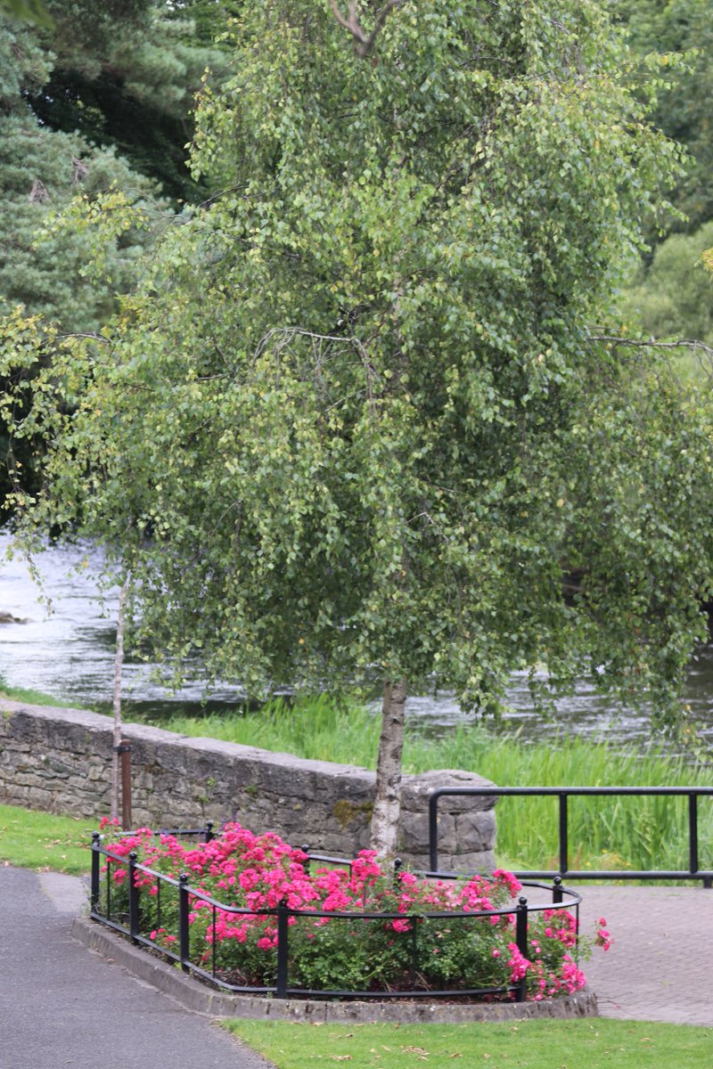 TTNewbridge's tweet photo. The #Rosebed & #SilverBirch tree in the #LiffeyLinearPark
"If you enjoy the fragrance of a rose, you must accept the thorns which it bears." https://t.co/5MTTy9inJO