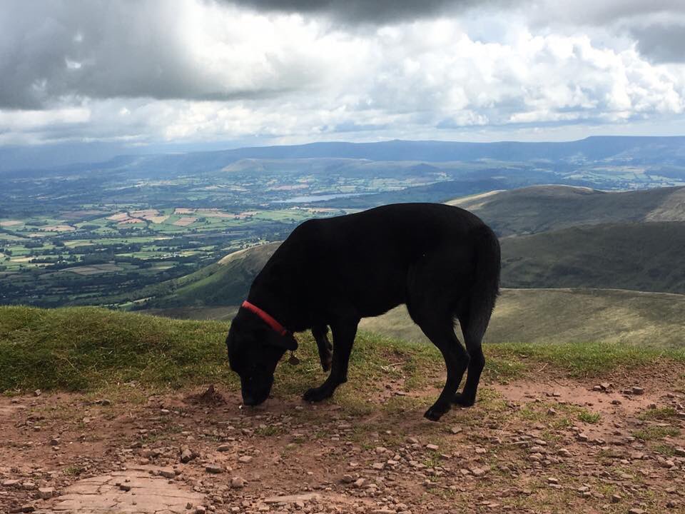 blackbrecon's tweet photo. #penyfan @NTBreconbeacons for me today #nofairweatherwalker https://t.co/qTZQTbJgBv