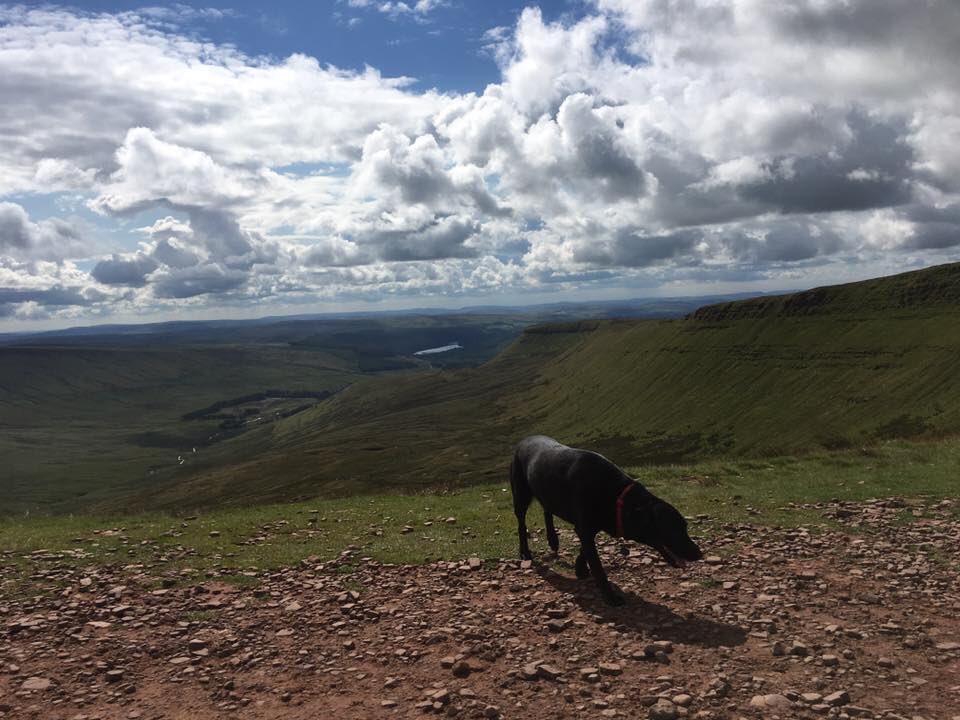 blackbrecon's tweet photo. #penyfan @NTBreconbeacons for me today #nofairweatherwalker https://t.co/qTZQTbJgBv