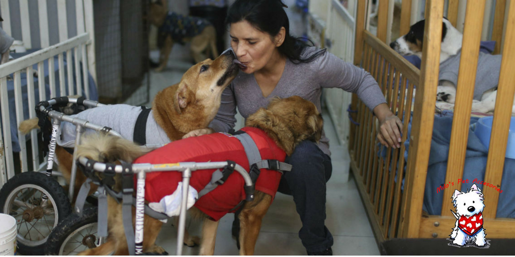 WearMilos's tweet photo. Open your heart and give a home to an abandoned puppy. 🐶💞🐾🏠🐕 #wearmilos #bandanasforacause (PFT) 

Link: https://t.co/MD88xCgCIv https://t.co/I8sv48EfHD