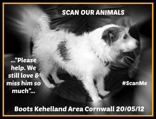FindOurPup's tweet photo. Boots Tri coloured Jack Russell Vanished #Kehelland area #Camborne 20/05/12 Chipped #CornwallsMissing https://t.co/tMI1yiOcxh