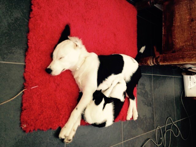 gianni bugno tweet media