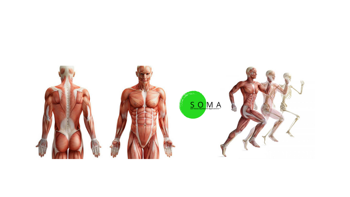 #SOMA and Inflammation: youtu.be/UdsFLQNMWsI #feelsoma #MoveFeelLivebetter