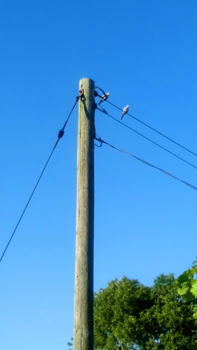 victorthevole's tweet photo. Collar doves happy to have the line back up to perch on. #powercut #brokenwire @UKPowerNetworks https://t.co/4zGAsyVZeY