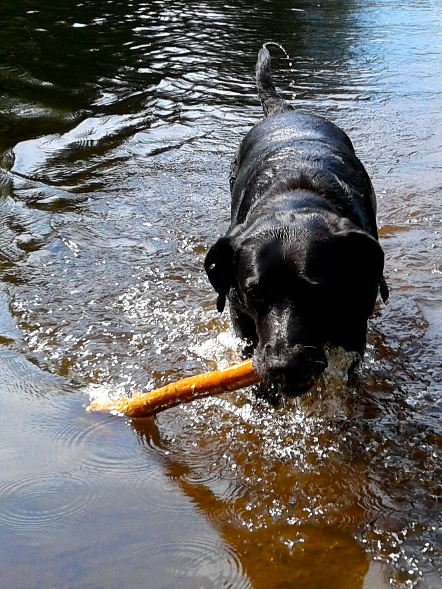 suzynotes's tweet photo. Don't forget to get your #swim in! #HappySimcoeDay #Ontario! #swimming #longweekend @tegan4618 @scubadiver5 @Catharine34 @danbrennan73 #dogs https://t.co/dNiujMq01s
