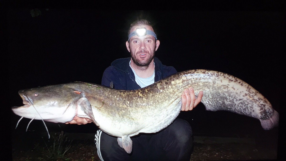 FrancoisPervis's tweet photo. Fish du soir bonsoir 😁 #silure #catfish #beaucombat https://t.co/1qINthpFmI