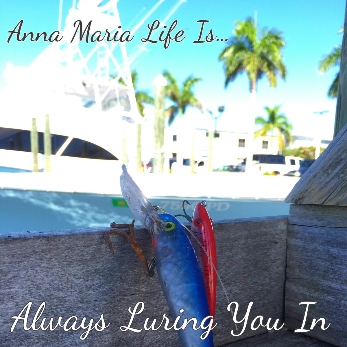 AnnaMariaLife's tweet photo. Find your Anna Maria Life at https://t.co/yMY8jabJvC https://t.co/XWtaAyPe21