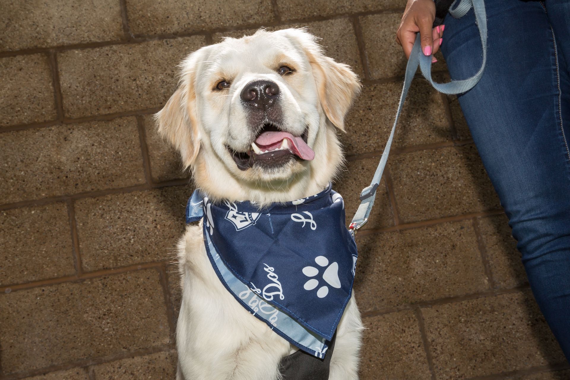 la galaxy dog jersey