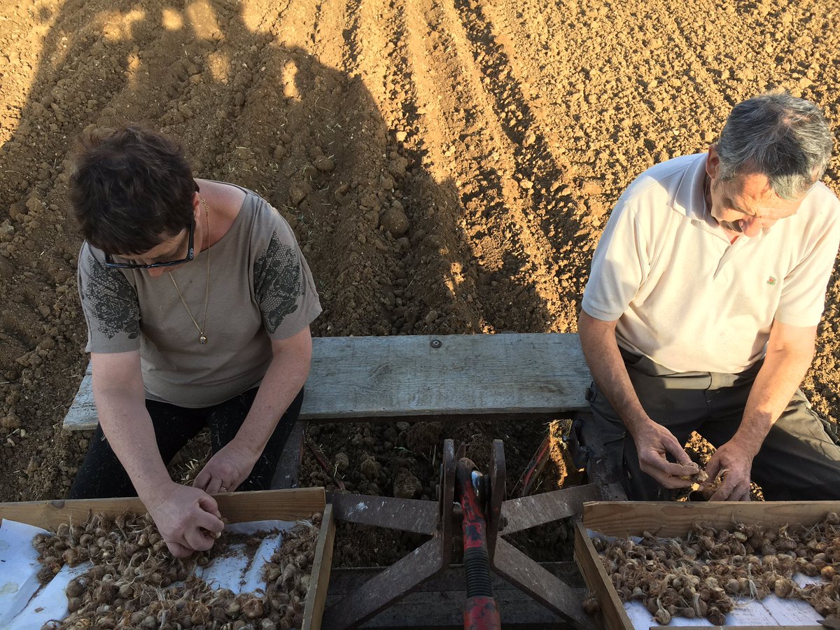 SafranTempliers's tweet photo. Plantation des bulbes de #Safran sur l'exploitation familiale. Merci aux amis et à la famille venu nous encourager :-) https://t.co/OWhJ9RAvF4