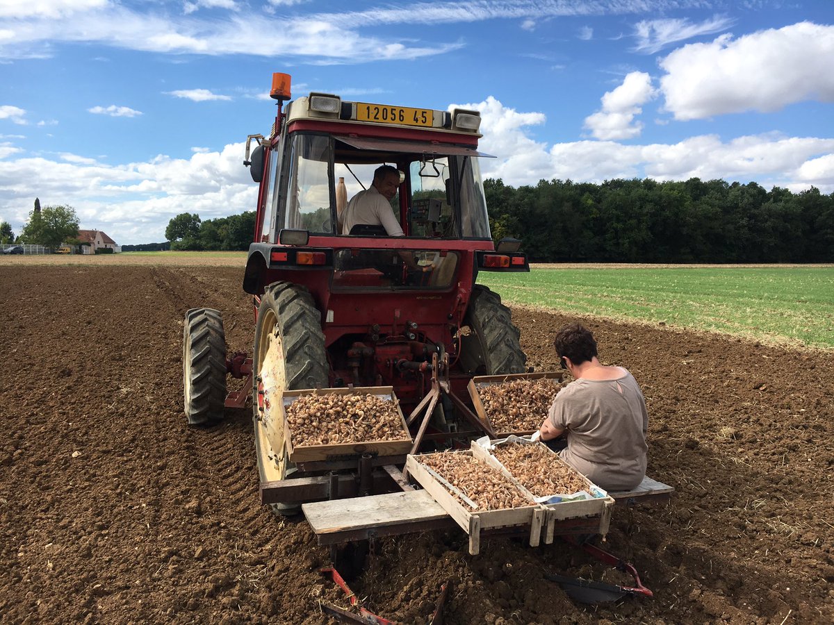 SafranTempliers's tweet photo. Plantation des bulbes de #Safran sur l'exploitation familiale. Merci aux amis et à la famille venu nous encourager :-) https://t.co/OWhJ9RAvF4