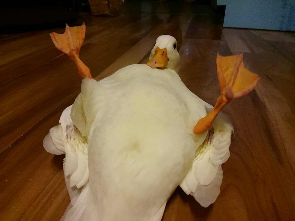 Dolan Dark tweet media