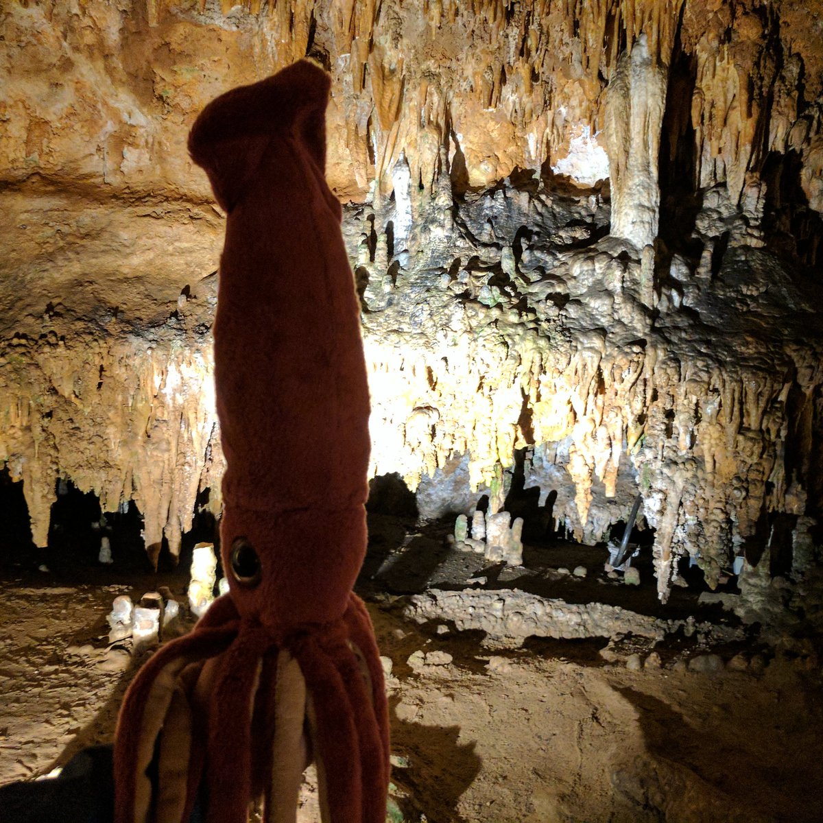SquidMeets's tweet photo. Squid learns about stalagtites and stalagmites. #squidmeetsworld #luraycaverns #Travel #cavetwitter #squid https://t.co/ZwDoiwVZye