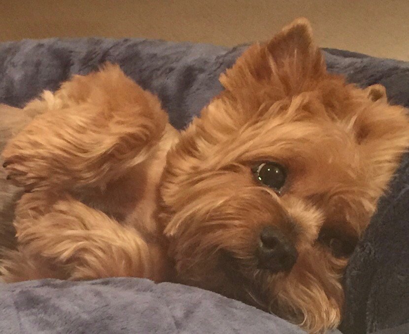 MissyElliott's tweet photo. These last 2 days have been so hard since u passed away😢 those who have pets understand this pain. RIP Poncho🙏🏾 I ❤️u https://t.co/pCwguJ2mxx