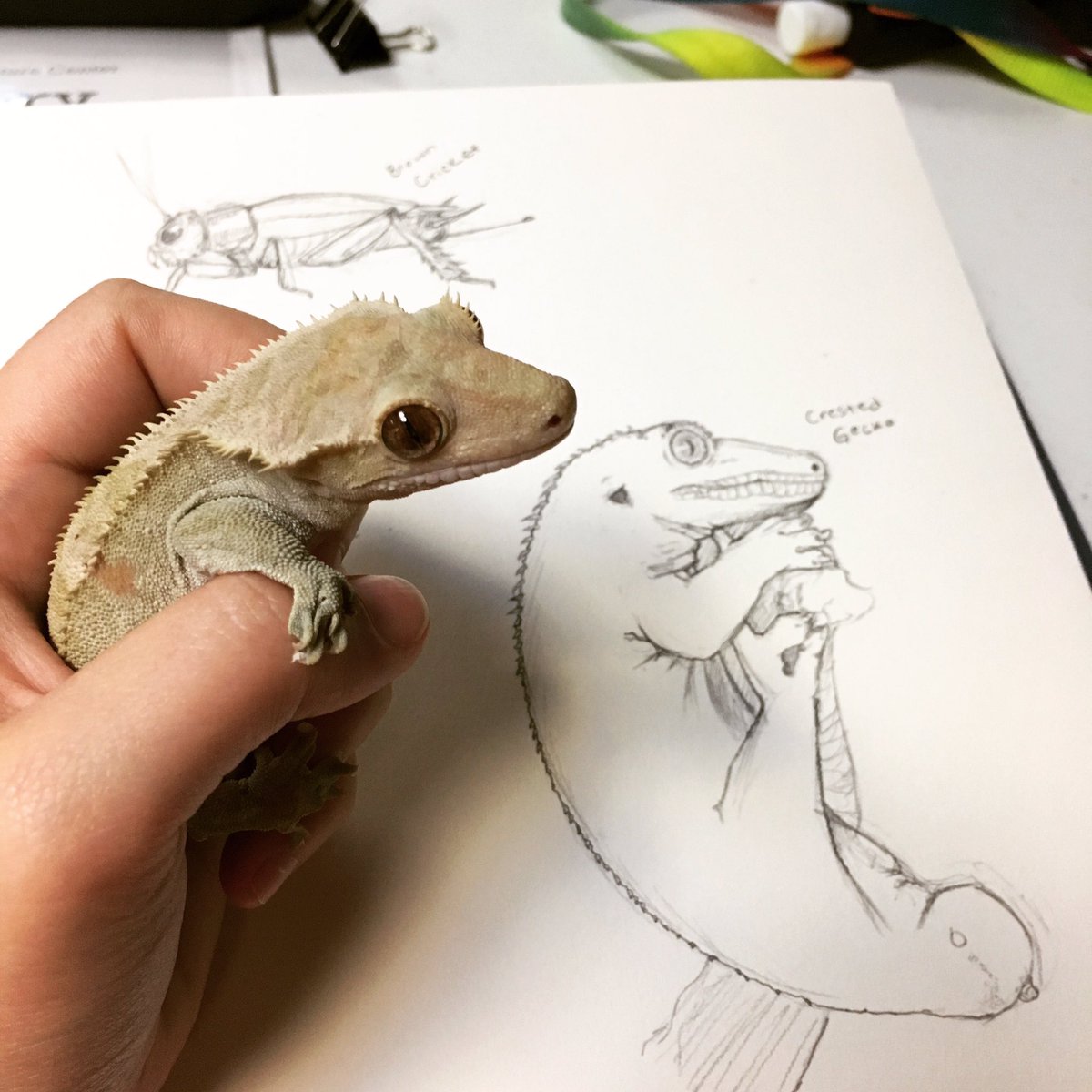 Escher is admiring his portrait <a href="/FtnRockParkNC/">Fountain Rock Nature</a> #prettyboy #nature #art