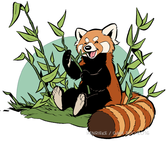 From last year: Red panda drawings for educational signs at @GaiaZOO 