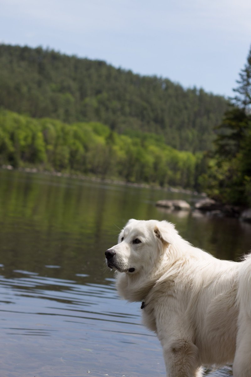 camera_beauty's tweet photo. Finn! 🐕🏞 #michaelfinnegan #ottawariver #naturalbeauty #northernontario #sudburyphotographer #northernontariophotographer #beautyandthecamera https://t.co/oASFCaepvJ