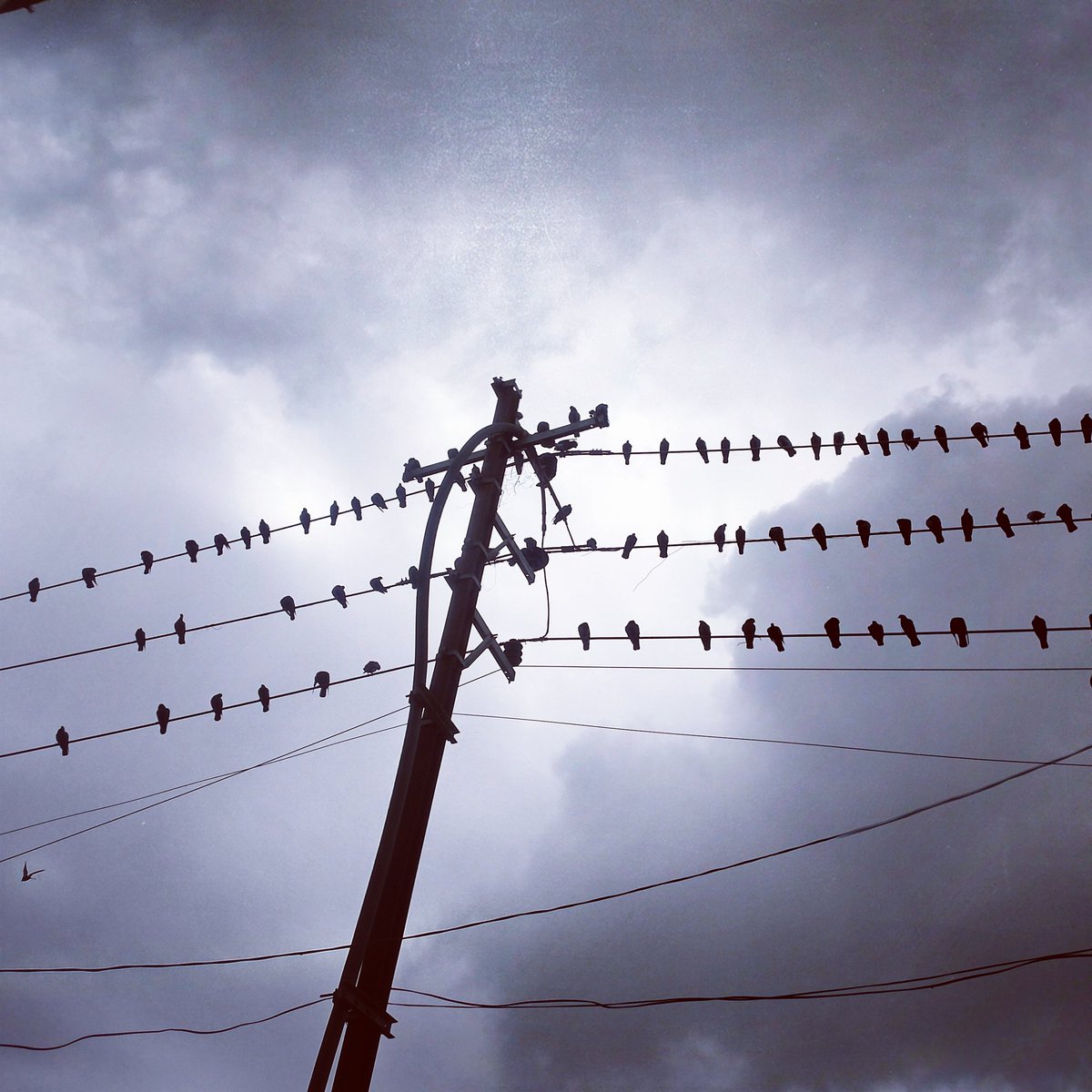 LeePicts's tweet photo. In the Real World
Birds of many Feathers Flock Together
#MotoZClick
#MotivationalQuote
#Mumbra
#Mumbai
#Birds
#Flock
#AntiBullying
#LeePicts https://t.co/hf1aYN9rqi