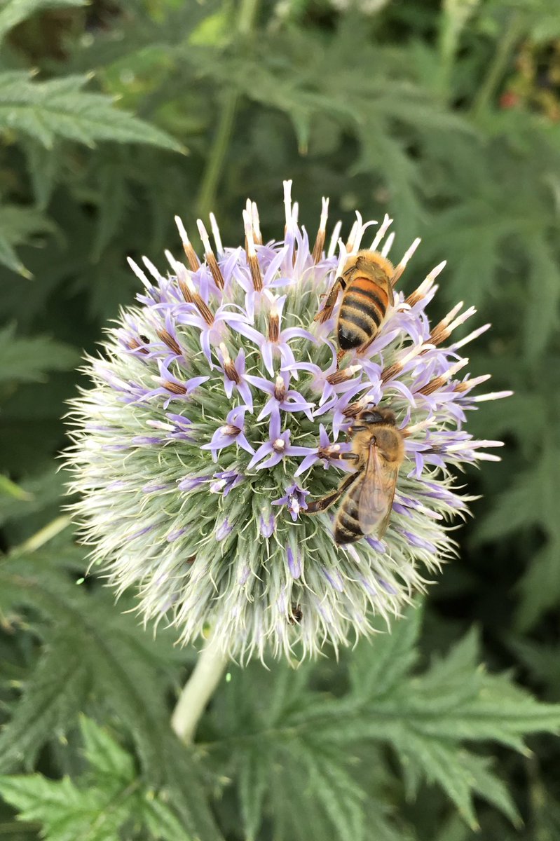 dread666's tweet image. Honeybee heaven