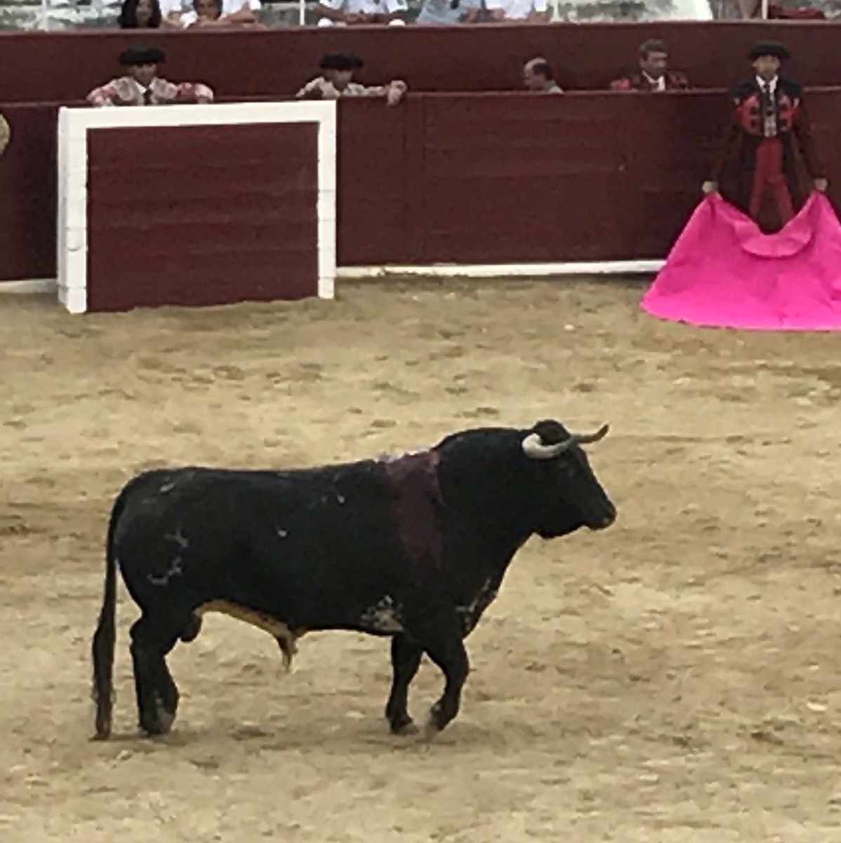 MikelCoronadoB's tweet photo. Y sale el sexto que está como para rejones. https://t.co/bshKXclsSB