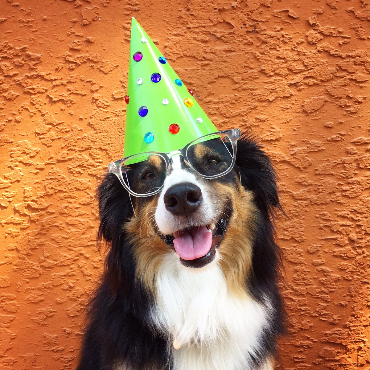 LillytheAussie's tweet photo. Lilly is 6 years old today! #happybirthday @WarbyParker #warbyparker #petco #birthday #dogsoftwitter #saturdaymorning @dogcelebration https://t.co/JwJ59jdnoJ