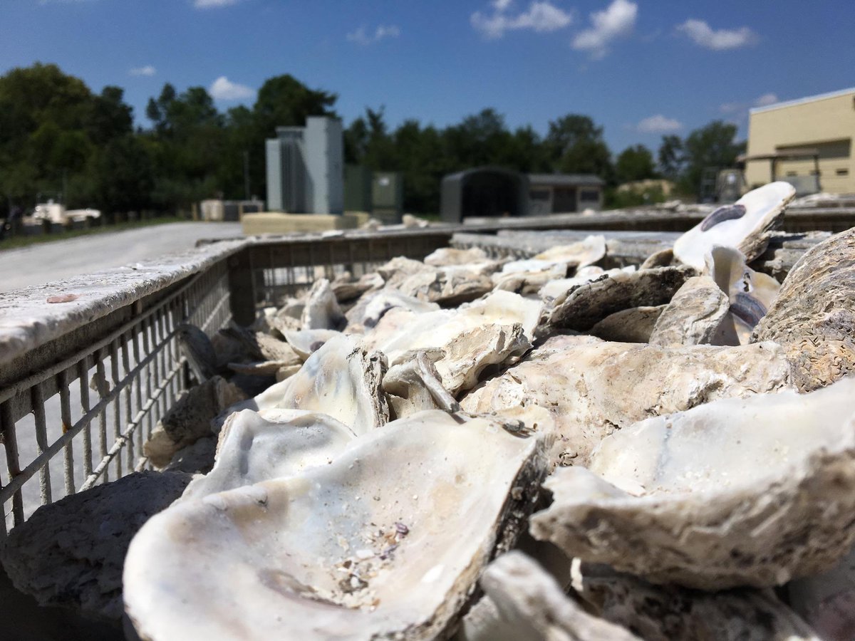 UMCES's tweet image. Happy #NationalOysterDay! They're filters, habitat builders, and (at least to some) delicious. What do you love about oysters?