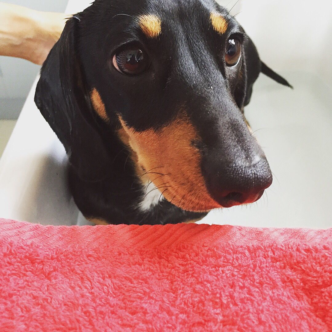 earthbath_pet's tweet photo. Bath time! (In the kitchen sink). I find bath time relaxing, but I hate getting wet! #bathtimefuntime https://t.co/SJj3pY1eGY https://t.co/tVfRINxOaV