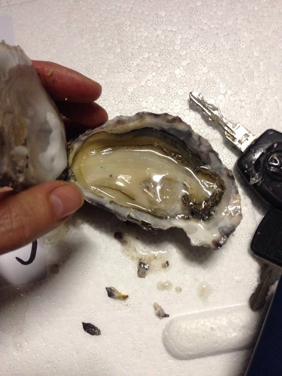 MotherShucker's tweet photo. #NationalOysterDay https://t.co/y0EXMzSrg3
