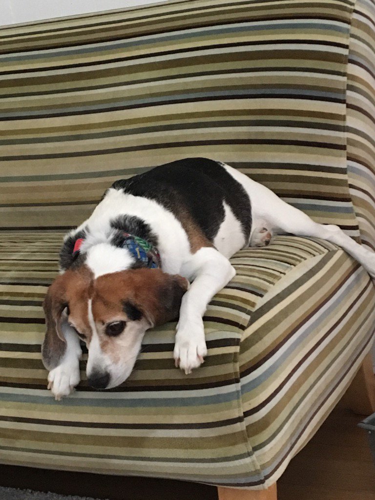 texas_beagles's tweet photo. It so hot here in Texas I think Barney is melting into the sofa today. #LazyBeagleDay https://t.co/XTqdRcUNJH