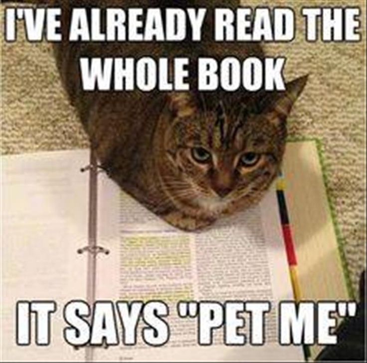 pslibraryfish's tweet image. Happy #caturday🐱! Our faithful humans behind the counter assure us that our less-than-positive relationship with cats is nothing personal...