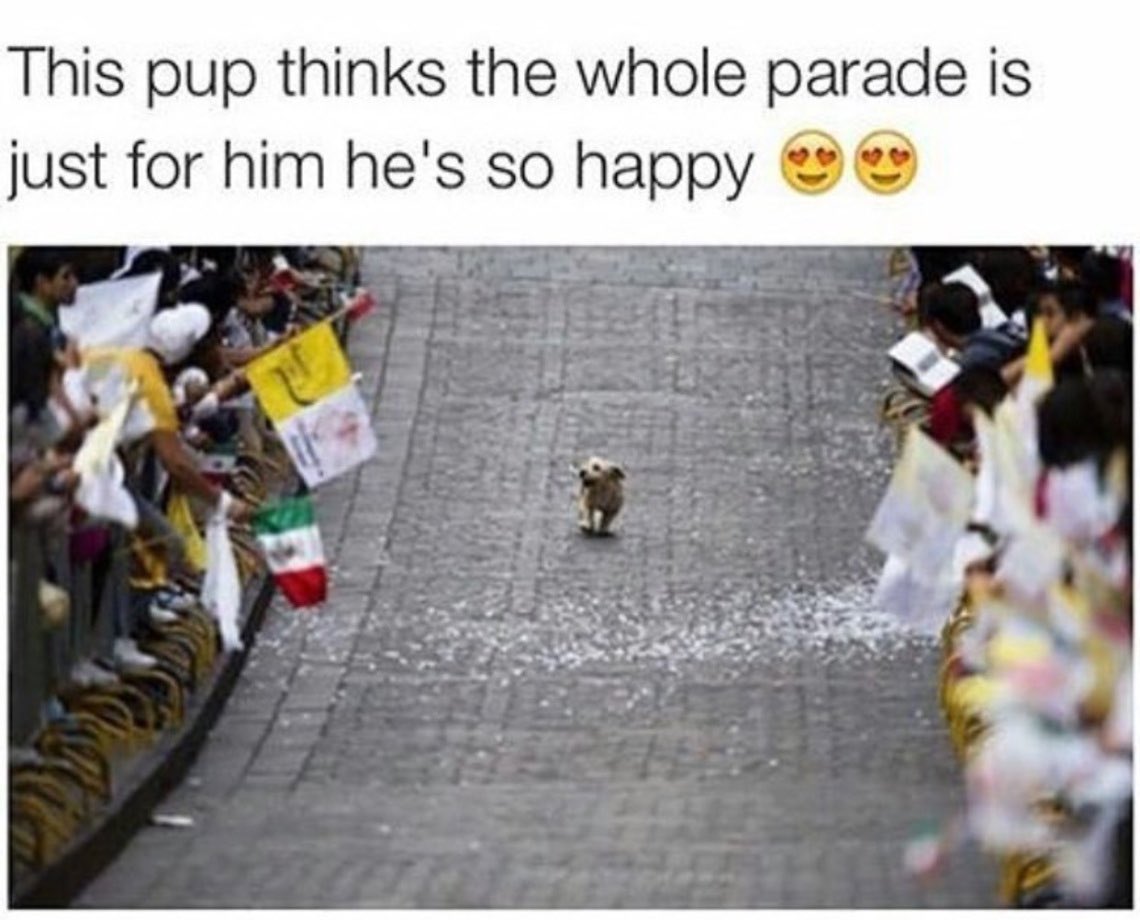 maur_r_r_a's tweet image. This is Pirate when he takes his daily stroll 🙄 #pupparade