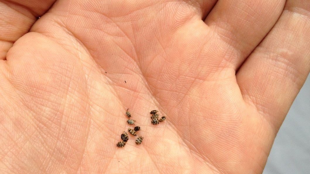 ankapestcontrol's tweet image. Evinizde Sadece Bazı Kişiler Kaşınıyorsa... tinyurl.com/y9hw72p3