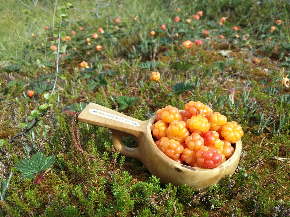 impio's tweet photo. TÀnÀ vuonna löytyy todella hyvin hilloja! Kuksa rekvisiittaa oikeasti tarvitaan #ÀmpÀri! Poimi #biotalous #sankko #hilla #hillakuume #ainut https://t.co/r6j3cOKnFC
