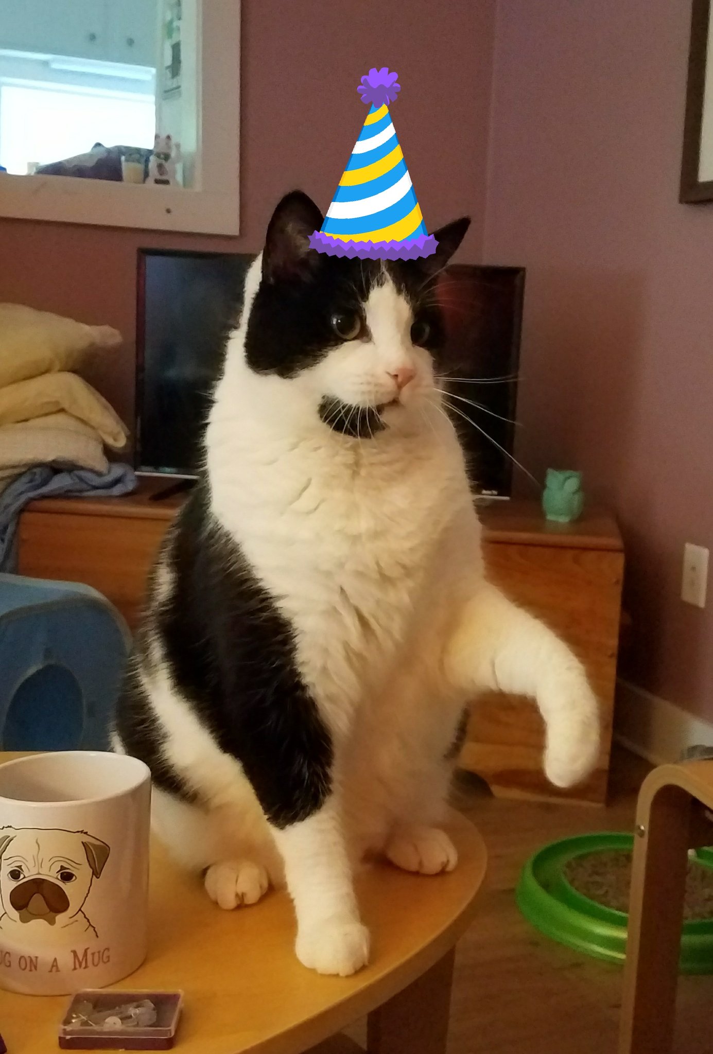 Happy 8th birthday to my handsome boy, panda bear!!   