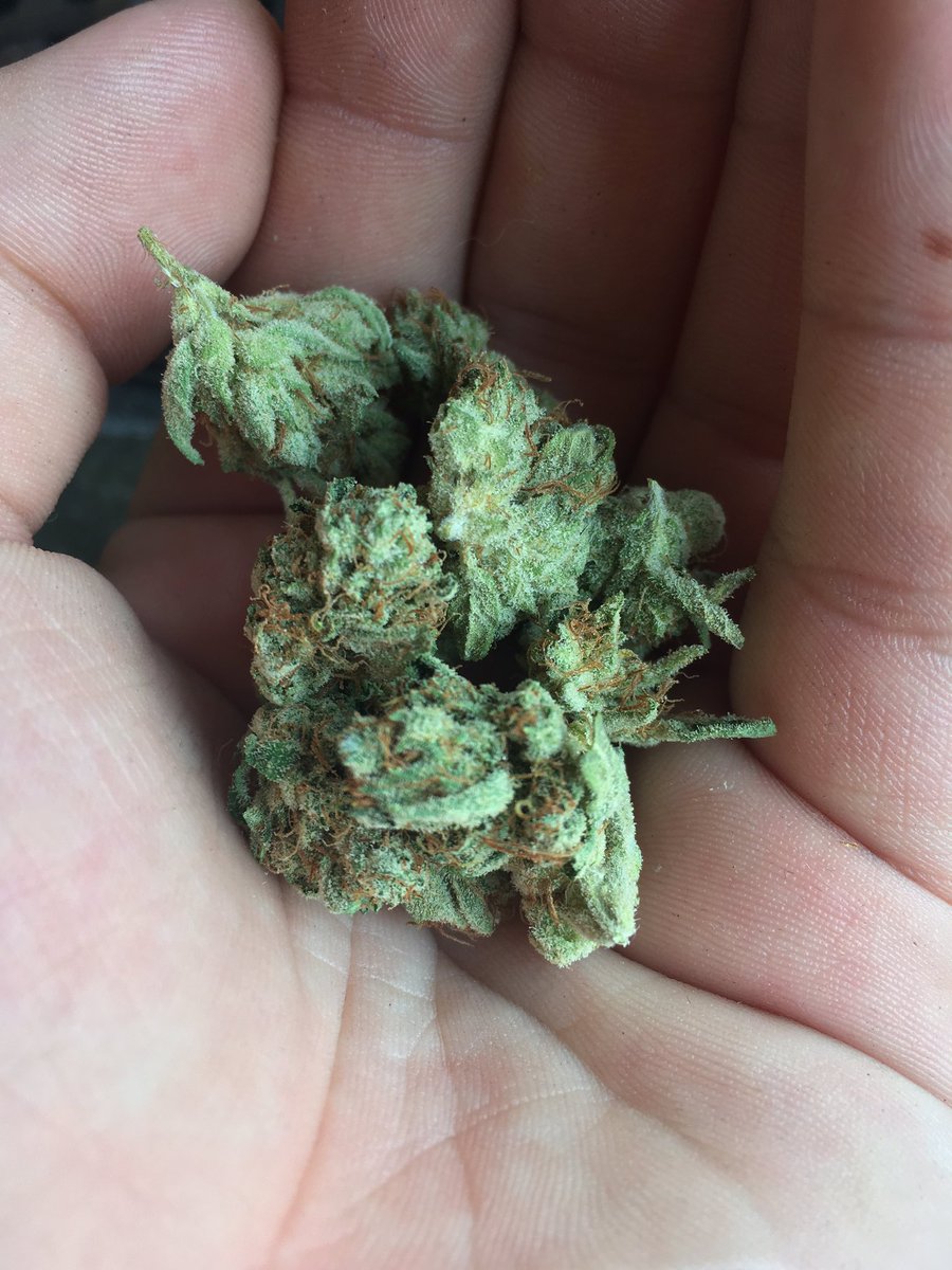 DelphiDirectory's tweet photo. Some gorgeous Alien OG at 29% thc.  #Delphi #projectdelphi #marijuanaapp #app #newapp #weedapp #application #directory #weed #weedporn https://t.co/pnZqj06o9E
