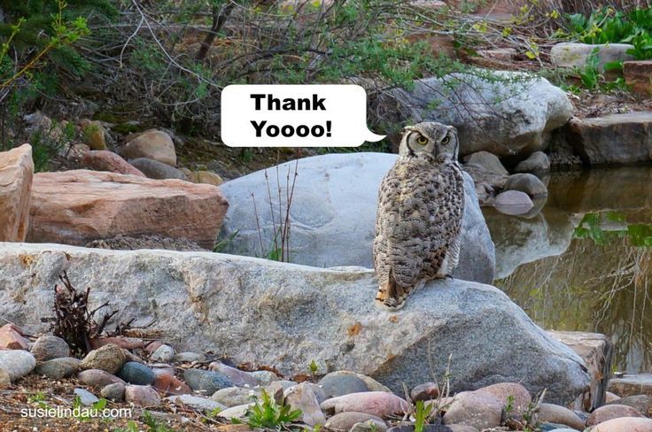 SusieLindau's tweet photo. The owl set our dog up to take the fall. Another blogging adventure! https://t.co/5LPhAo4Yzc
#Blogging #pets #funntanimals https://t.co/tZuJKgxSpJ