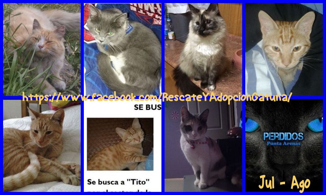 #PuntaArenas #puq GATITOS EXTRAVIDOS Jul-Ago info #FB facebook.com/RescateYAdopci… <a href="/picadaspuq/">Datos Puq</a> <a href="/Animalperdidocl/">Mascotas Perdidas</a> <a href="/MascotasCl/">buscando mascotas</a> 😟