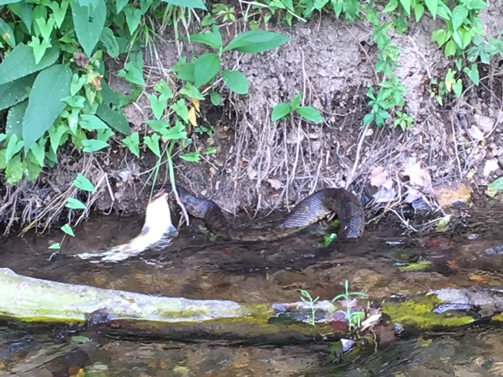 Brewer Lab tweet media