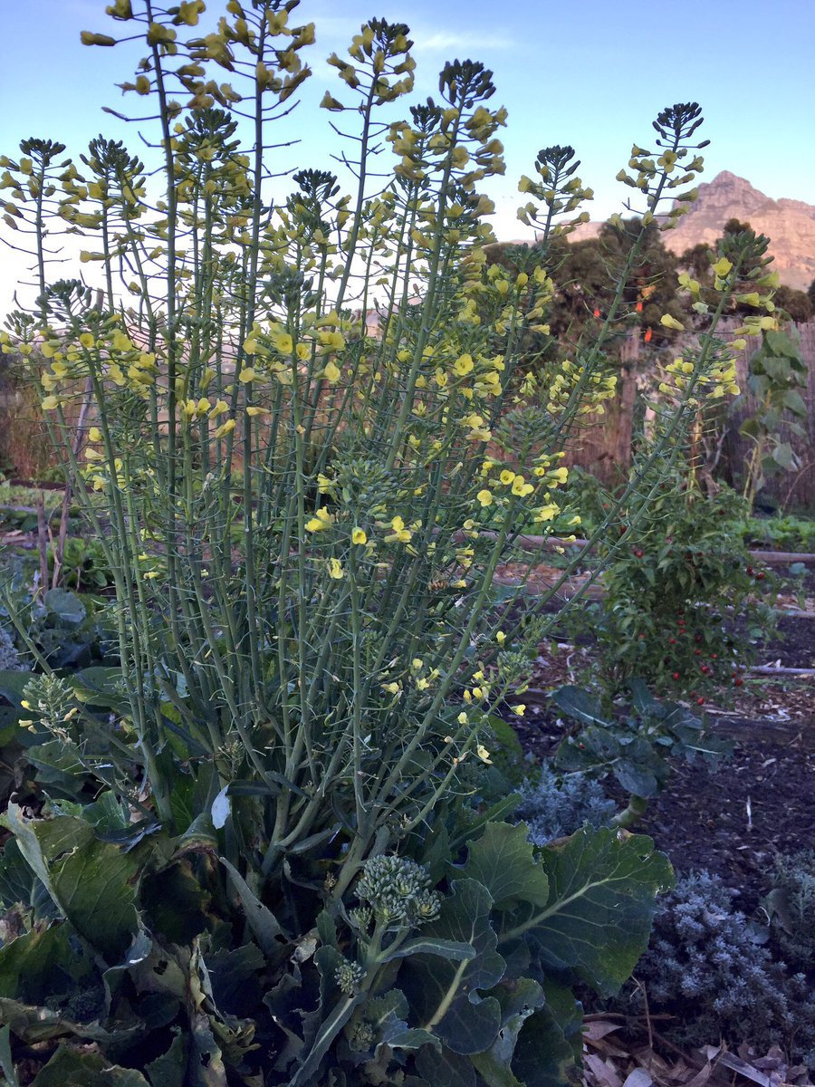 Spent an awesome morning with Chef Julia from <a href="/reveriecapetown/">Reverie Social Table</a> shooting an awesome <a href="/Airbnb/">Airbnb</a> experience! Keep ur eyes peeled 😎 #Capetown