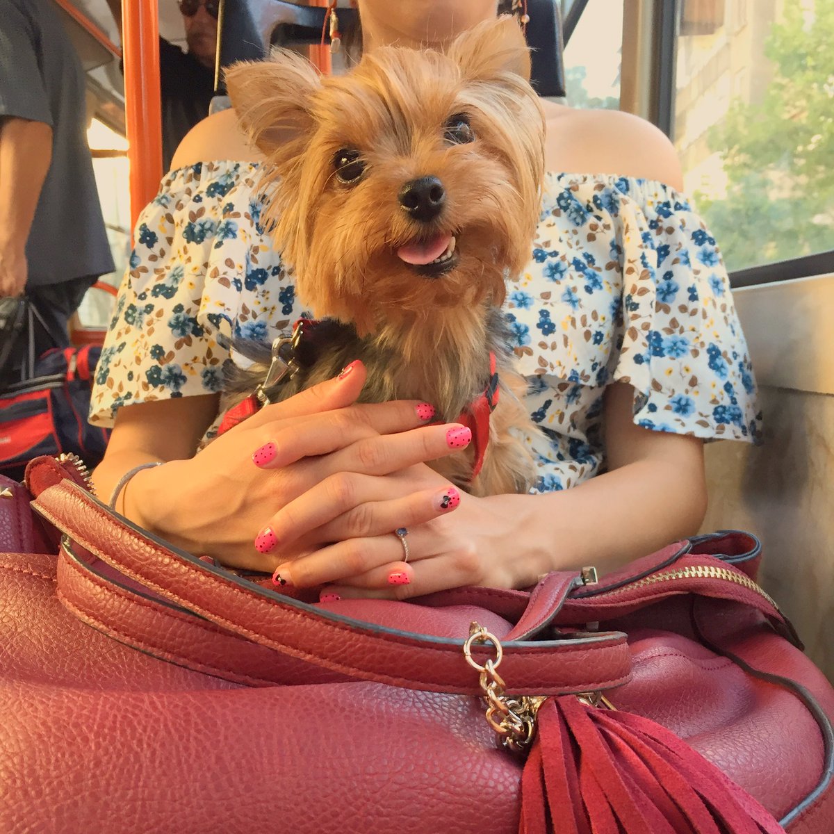 Yorkie Life tweet media